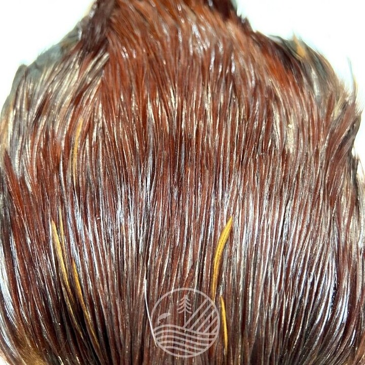 Cou de coq indien Top Grade Devaux | PLC-PECHE.FR