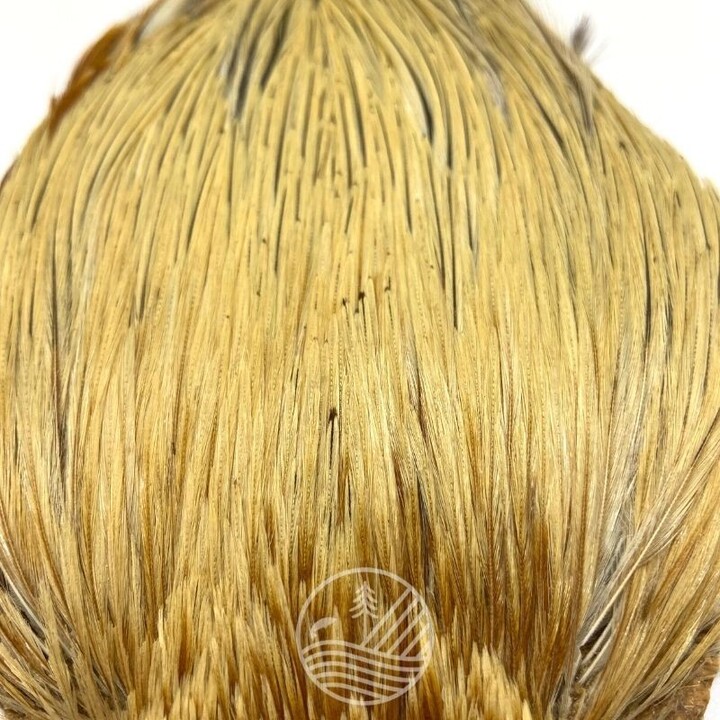 Cou de coq indien Top Grade Devaux | PLC-PECHE.FR