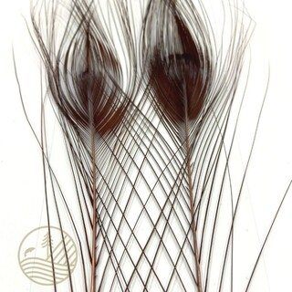 Quill de paon ébarbé teint DEVAUX