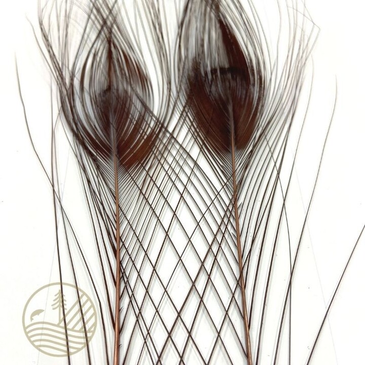 Quill de paon ébarbé teint DEVAUX