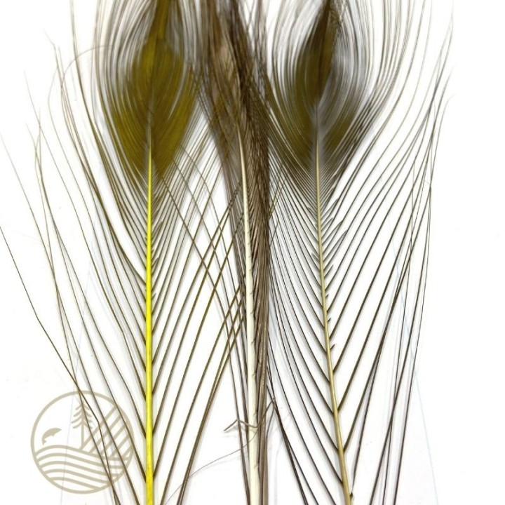 Quill de paon ébarbé teint DEVAUX | PLC-PECHE.FR