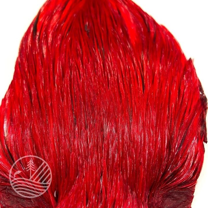 Cou de coq indien teint Devaux | PLC-PECHE.FR