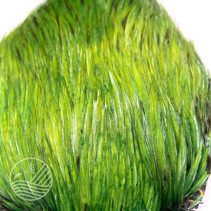 Cou de coq indien teint Devaux | PLC-PECHE.FR