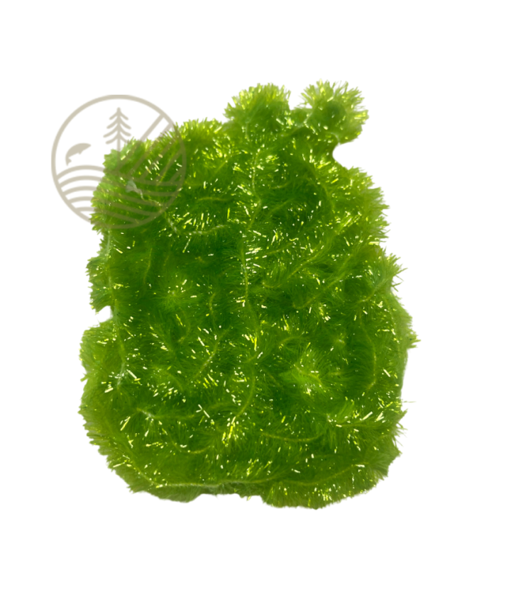 Ice Clear Chenille FLY SCENE | PLC-PECHE.FR