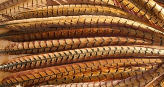 Cock Pheasant Centre Tails VENIARD | PLC-PECHE.FR