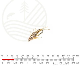 Mouche J:SON Tungstene MayFly Olive Brown H18 | PLC-PECHE.FR