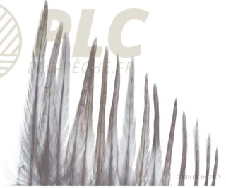 Plumes DEVAUX Hackles Genetic Grizzly | PLC-PECHE.FR