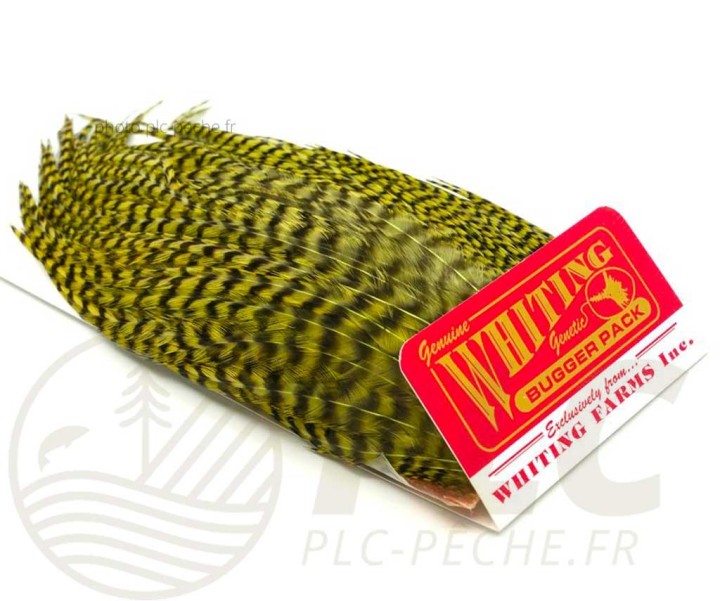 Plumes Whiting Bugger Pack Grizzly dyed Olive | PLC-PECHE.FR