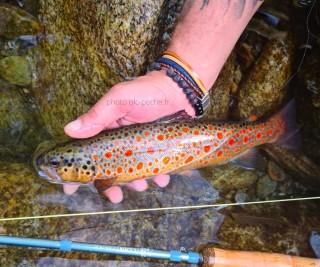 Stage pêche à la mouche (1 pers.) 1 journée | PLC-PECHE.FR