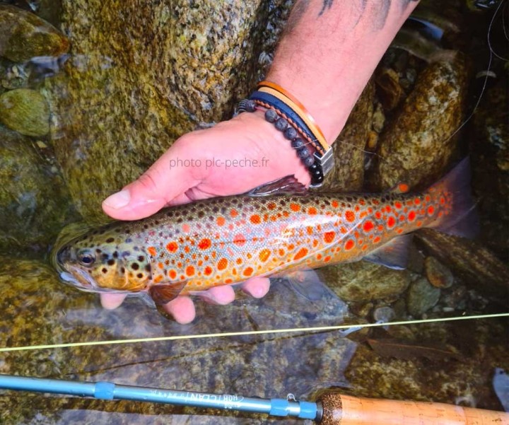 Stage pêche à la mouche (1 pers.) 1 journée | PLC-PECHE.FR