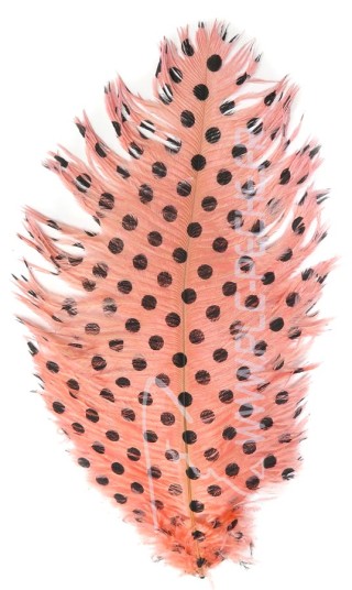 Shrimp Pink Dotted