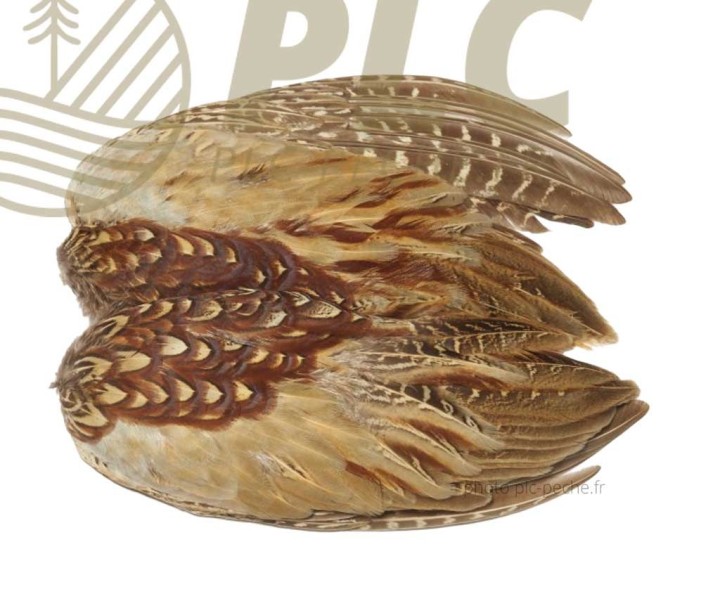 Ailes VENIARD Cock Pheasant Wings | PLC-PECHE.FR