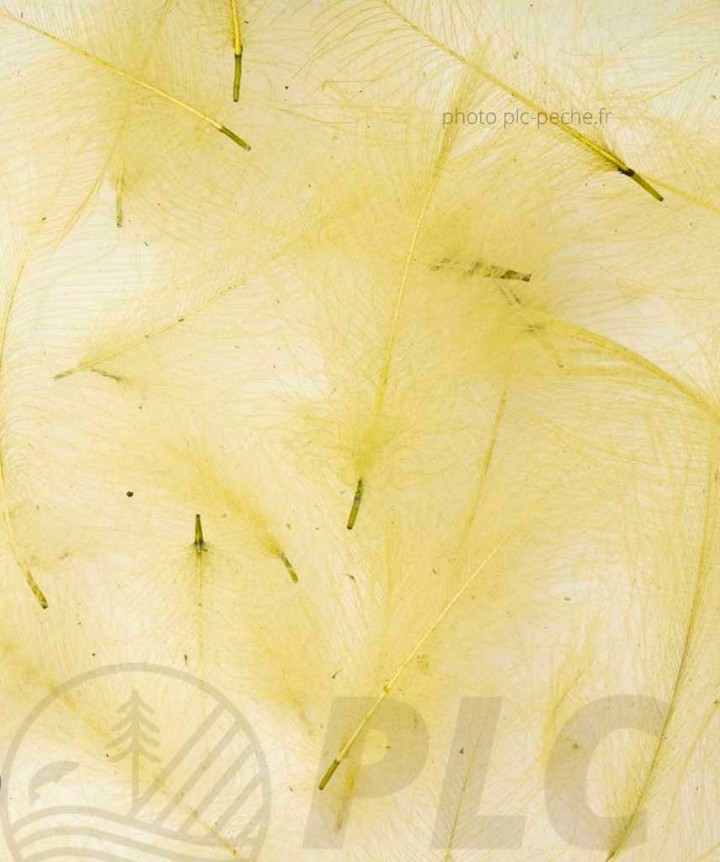 Cul de Canard FLYSCENE | PLC-PECHE.FR