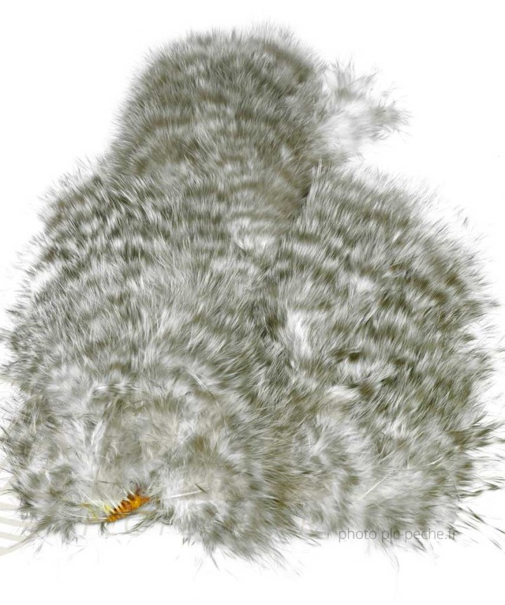 Plumes Spey Whiting Grizzly Dyed | PLC-PECHE.FR
