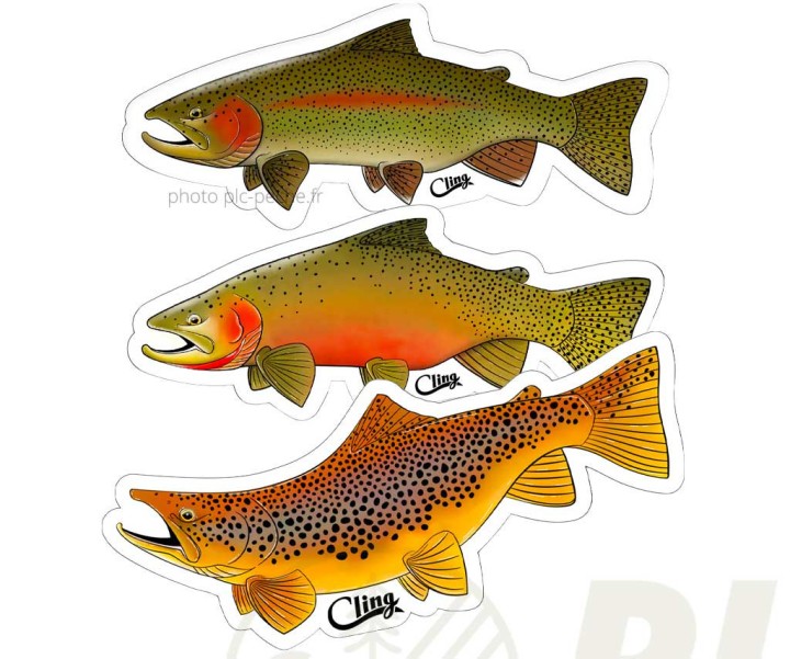 Sticker CLING Trout | PLC-PECHE.FR