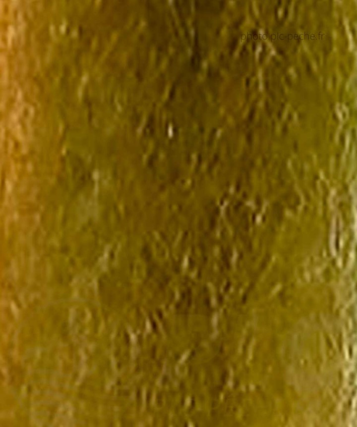 Giant Fiber DEVAUX Olive