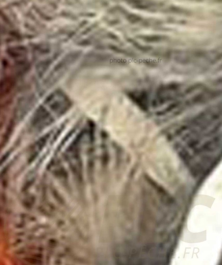 Zonker DEVAUX naturel