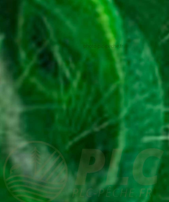 Zonker DEVAUX vert