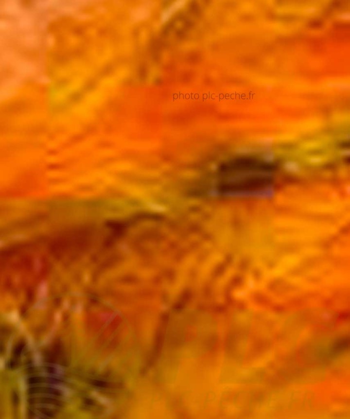 Zonker Zébré DEVAUX orange jaune