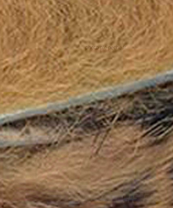 Zonker Zébré DEVAUX beige noir