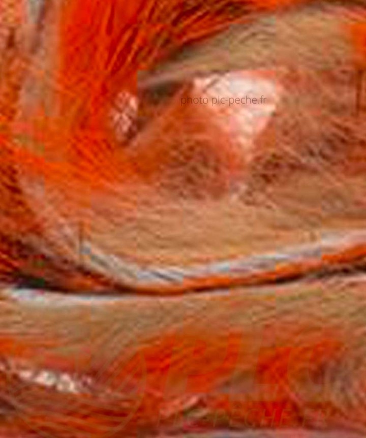 Zonker Zébré DEVAUX orange beige
