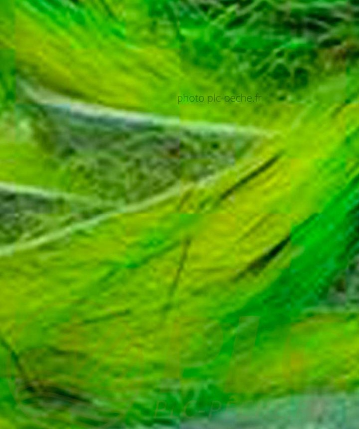 Zonker Zébré DEVAUX vert chartreuse
