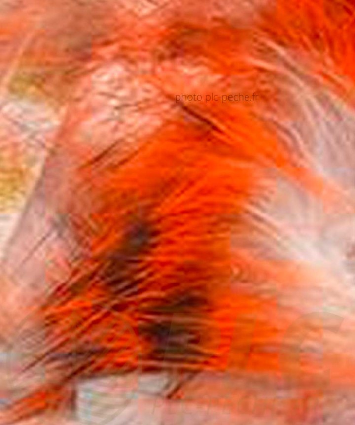 Zonker Zébré DEVAUX orange blanc