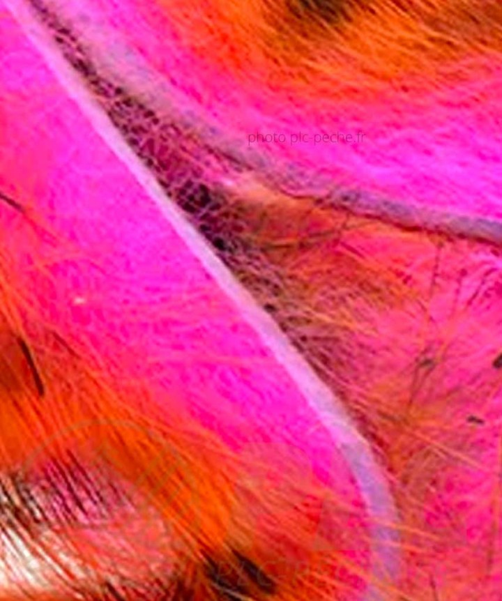 Zonker Zébré DEVAUX orange rose