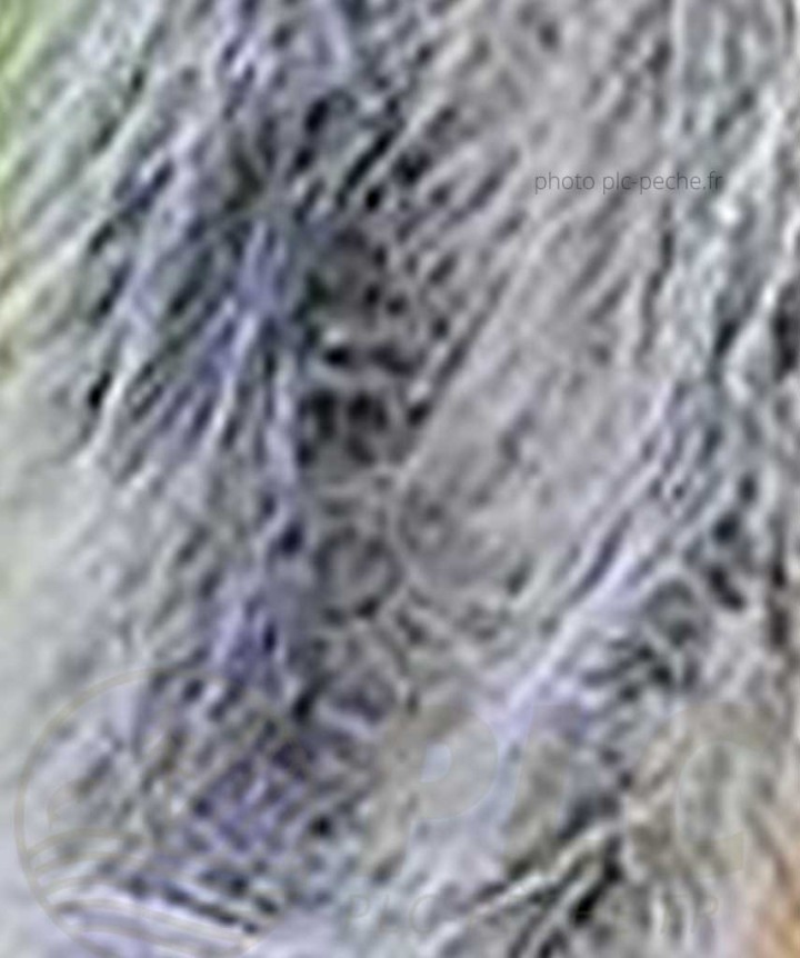 Stream Brush Bicolor DEVAUX blanc noir
