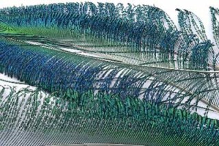 Sabre de paon naturel VENIARD | PLC-PECHE.FR