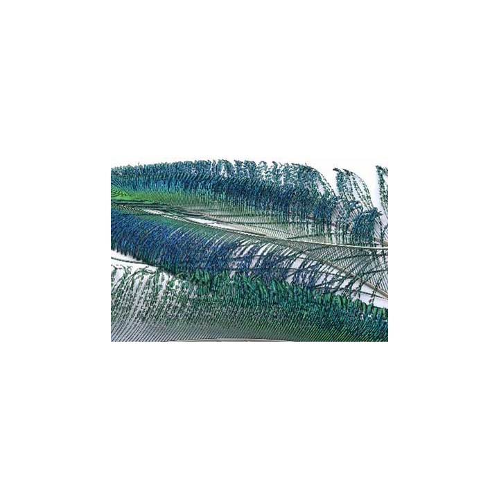 Sabre de paon naturel VENIARD | PLC-PECHE.FR