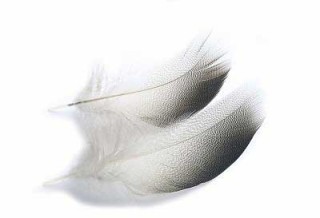Plume canard Mallard VENIARD | PLC-PECHE.FR
