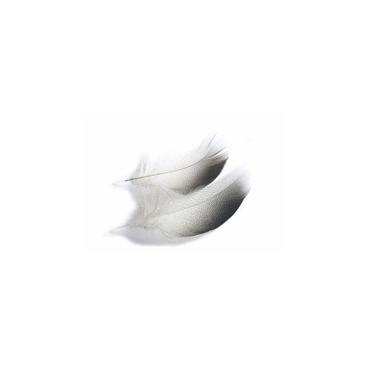 Plume canard Mallard VENIARD | PLC-PECHE.FR