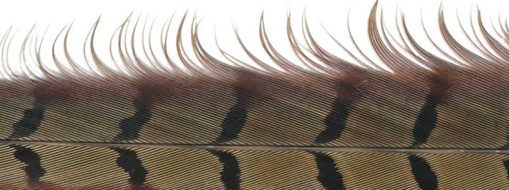 Queue de faisan naturelle VENIARD | PLC-PECHE.FR