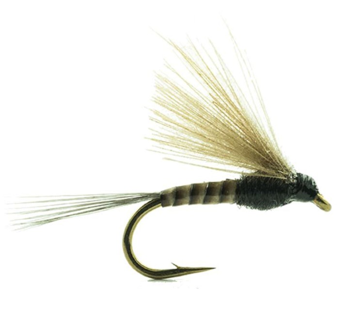 Mouche Devaux èmergente  jbe46