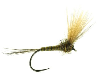 Mouche Devaux émergente jbe27