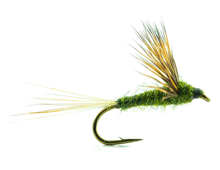 Mouche Devaux émergente cd03