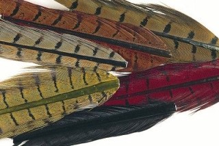 Cock pheasant Mixed 6 coloris