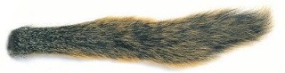 Fox Squirrel tail natural écureuil