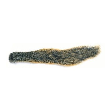 Fox Squirrel tail natural écureuil VENIARD