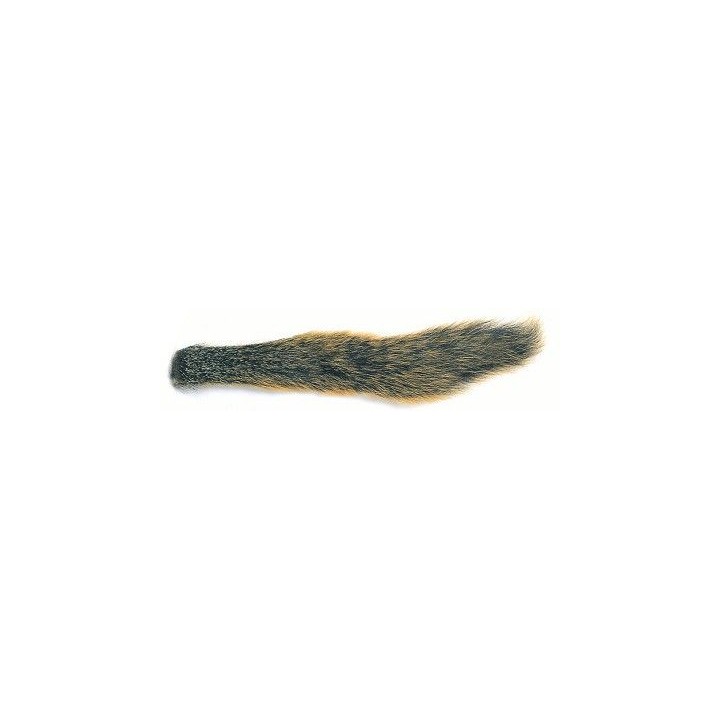 Fox Squirrel tail natural écureuil