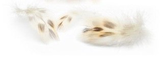 Hen mallard breast poitrail de cane