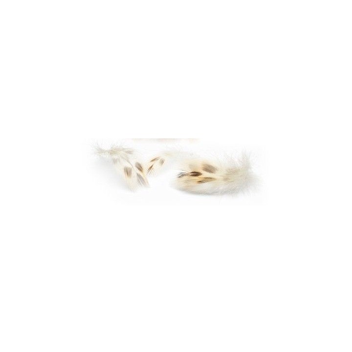 Hen mallard breast poitrail de cane