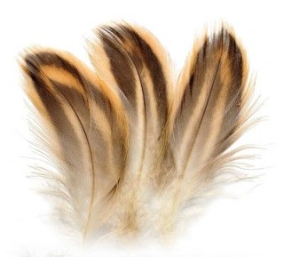 Hen mallard flank flanc de cane
