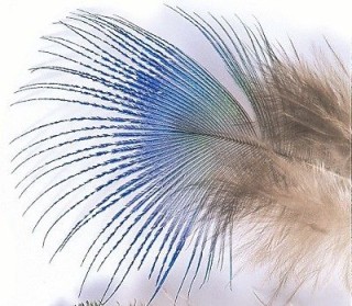 Plume de paon Peacock blue neck