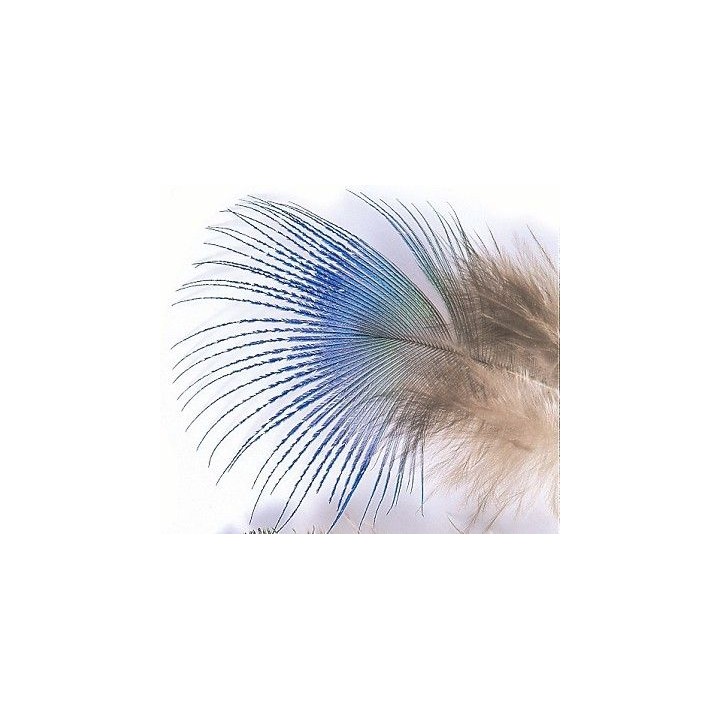 Plume de paon Peacock blue neck